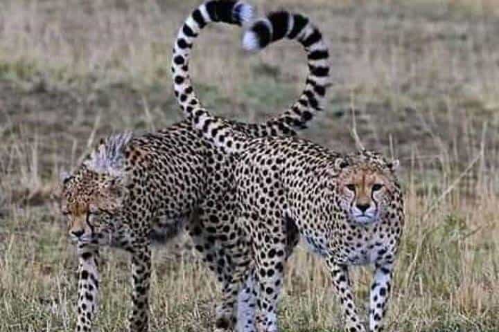 מסאי מארה לשלושה ימים, הטוב ביותר בלודג' ספארי