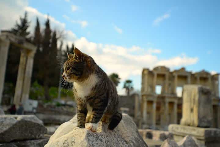 פרטי - סיור אפסוס המרכזי - כרטיסים לדילוג על התור