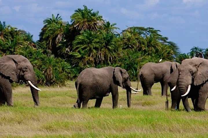 מסאי מארה לשלושה ימים, הטוב ביותר בלודג' ספארי