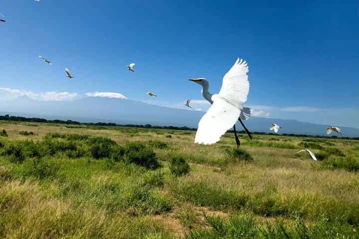 ספארי מהמם של 8 ימים בקניה וטנזניה