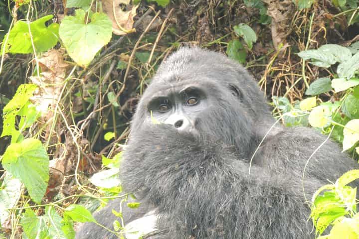 4 Day Bwindi Gorilla Trekking and walking Safari via Kigali