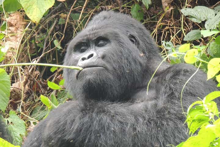 4 Day Bwindi Gorilla Trekking and walking Safari via Kigali