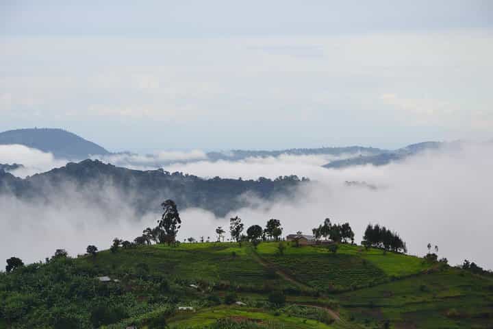 4 Day Bwindi Gorilla Trekking and walking Safari via Kigali