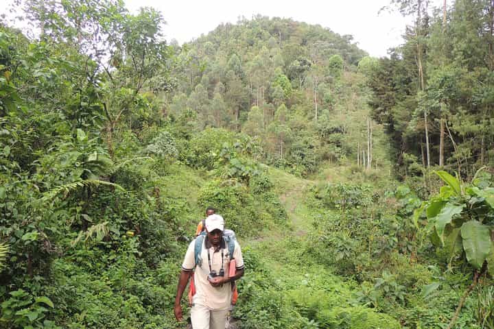 4 Day Bwindi Gorilla Trekking and walking Safari via Kigali