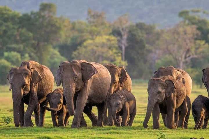 ספארי ג'יפים במנריה/קאודולה או פארק האקו הורלו כולל דמי כניסה