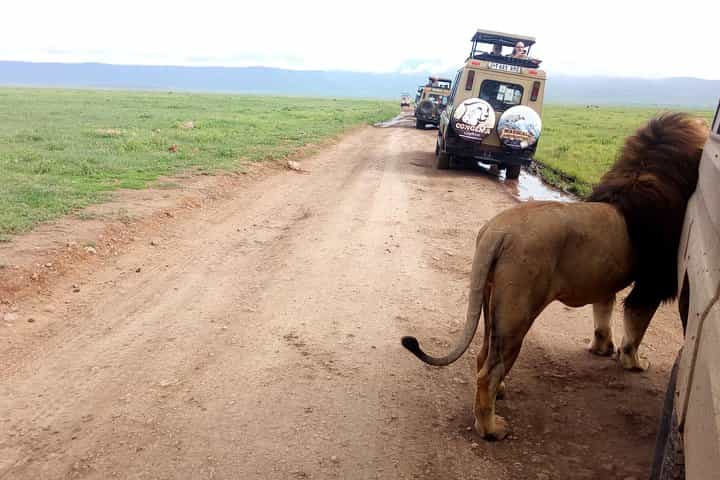 5-Day Classic Lodge Safari: Manyara, Serengeti & Ngorongoro