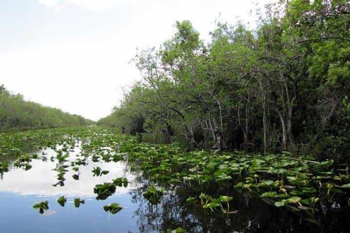 Everglades Wildlife Tour: Airboat & Alligator Habitat Experience