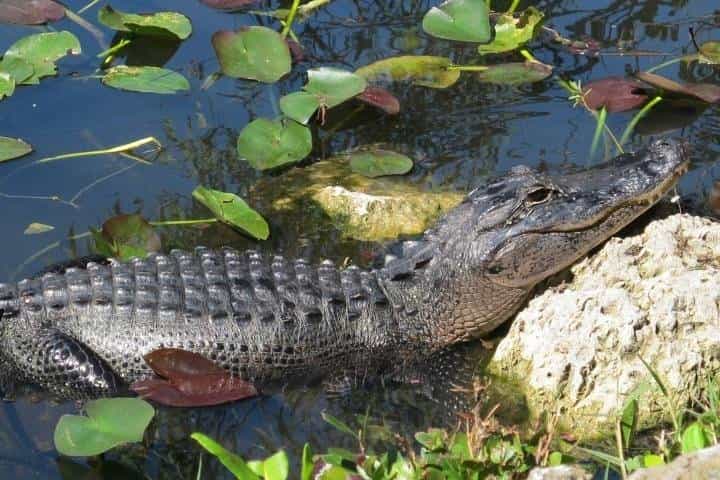Everglades Wildlife Tour: Airboat & Alligator Habitat Experience