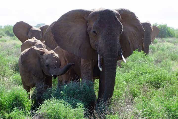 Theatre of the Wild 3 Days Safari Salt Lick & Satao.