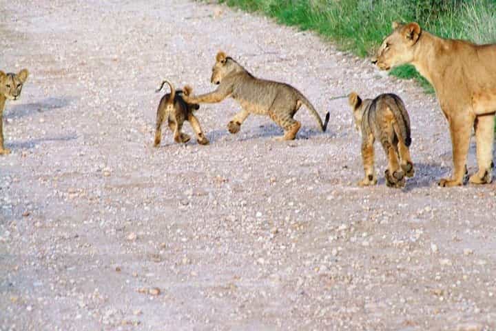 Theatre of the Wild 3 Days Safari Salt Lick & Satao.