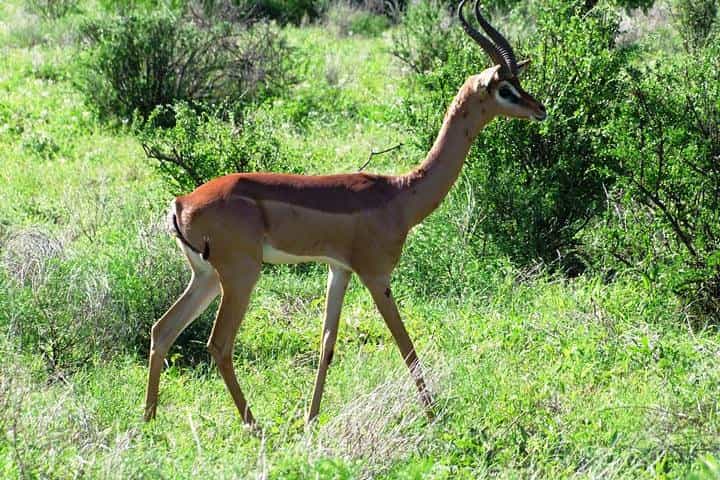 Theatre of the Wild 3 Days Safari Salt Lick & Satao.
