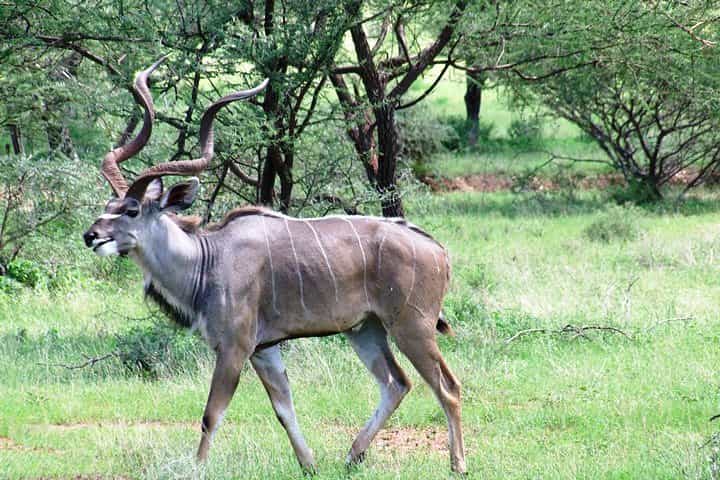 Theatre of the Wild 3 Days Safari Salt Lick & Satao.