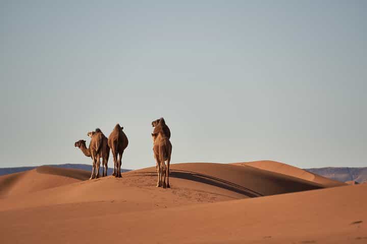 Tour di 3 giorni nel deserto del Sahara da Fez a Marrakech