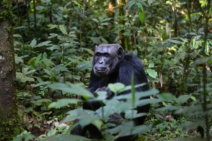 Murchison Safari with Chimpanzee Trekking 5 Days/ 4 Nights