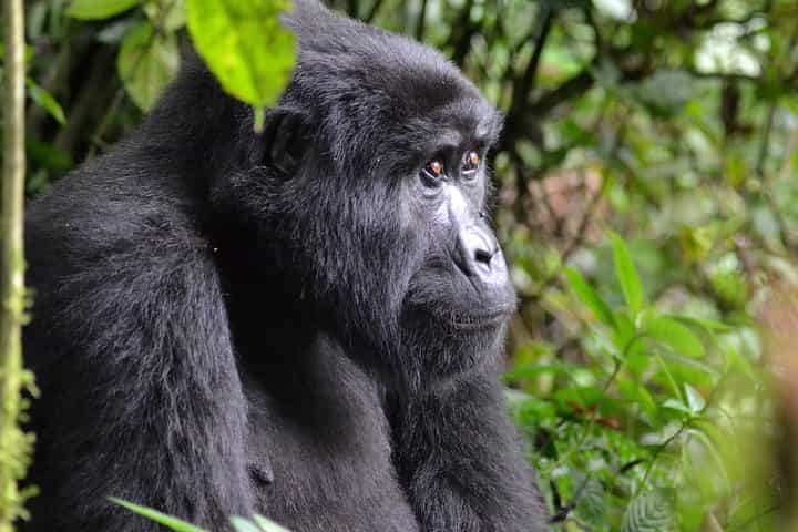 Murchison Safari with Chimpanzee Trekking 5 Days/ 4 Nights