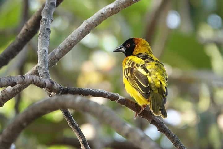 Murchison Safari with Chimpanzee Trekking 5 Days/ 4 Nights