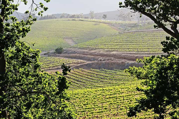 Full Day Table Mountain, Cape Point & Winelands Tour