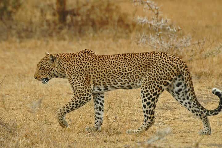 ספארי של 4 ימים מדאר אס סלאם; סלואוס/נייררה ופארק מיקומי