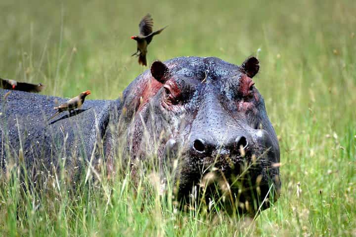 ספארי של 4 ימים מדאר אס סלאם; סלואוס/נייררה ופארק מיקומי