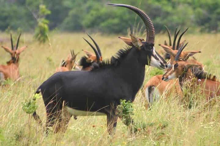 חשפו את האוצרות הנסתרים של טנזניה: ספארי רואה, סלואוס ומיקומי