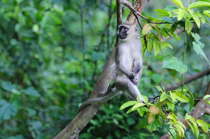 מעקב אחרי שימפנזים במשך 2 ימים וטיול על קו העצים בניונגווה