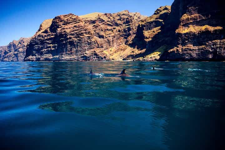 Whale watching and listening Eco-Catamaran Tour with Food Tasting