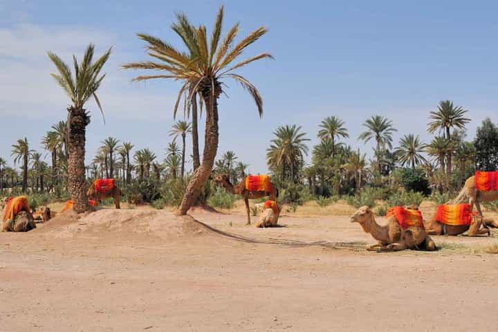 הנחה על חבילת פעילויות במרקש 3 במחיר של 2