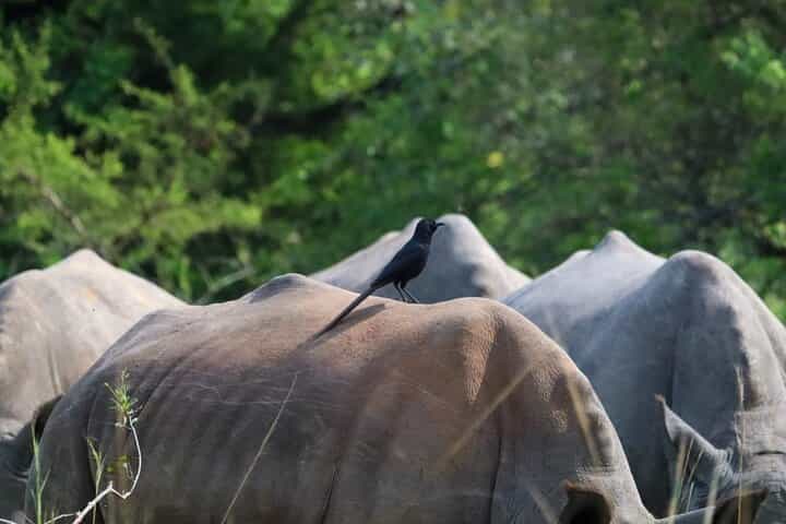 הרפתקת מעקב אחרי קורנים במקלט הקורנים זיווה ורחבת חיות בר