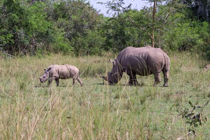 הרפתקת מעקב אחרי קורנים במקלט הקורנים זיווה ורחבת חיות בר