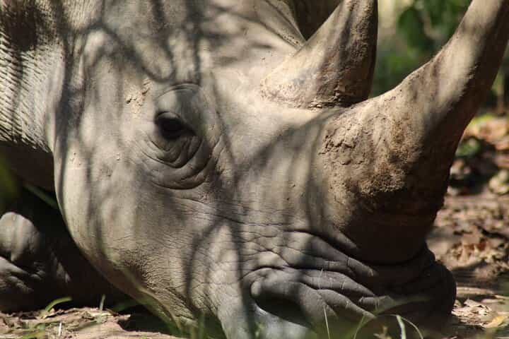 הרפתקת מעקב אחרי קורנים במקלט הקורנים זיווה ורחבת חיות בר