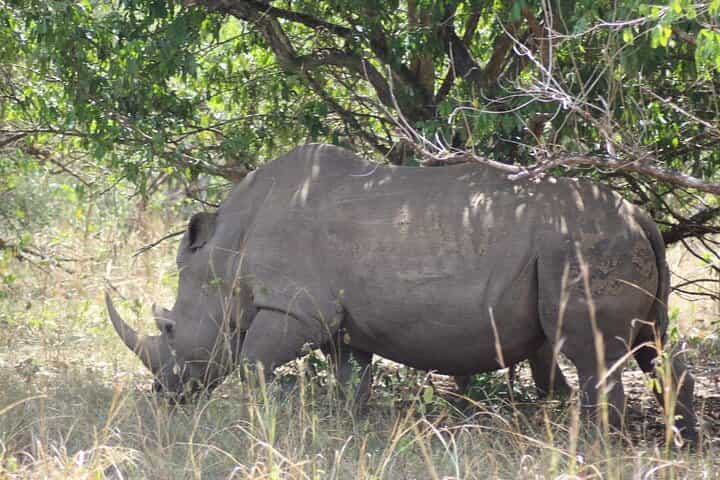 הרפתקת מעקב אחרי קורנים במקלט הקורנים זיווה ורחבת חיות בר