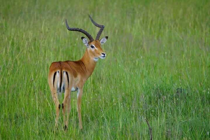 5-Day Classic Lodge Safari: Manyara, Serengeti & Ngorongoro