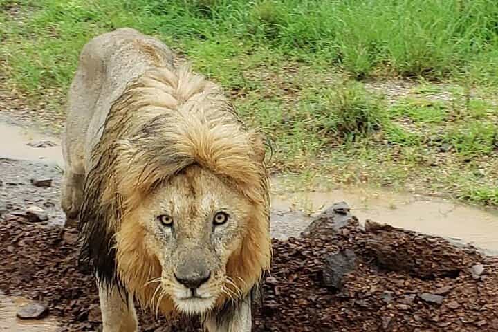 5-Day Classic Lodge Safari: Manyara, Serengeti & Ngorongoro