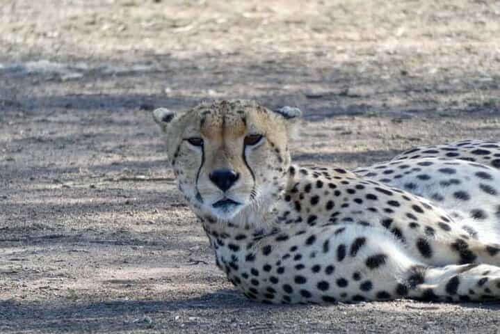 5-Day Classic Lodge Safari: Manyara, Serengeti & Ngorongoro