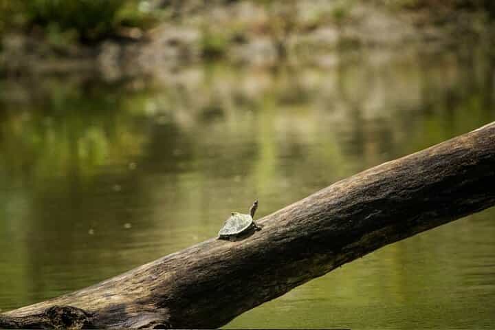 Meghalaya With Kaziranga from Guwahati