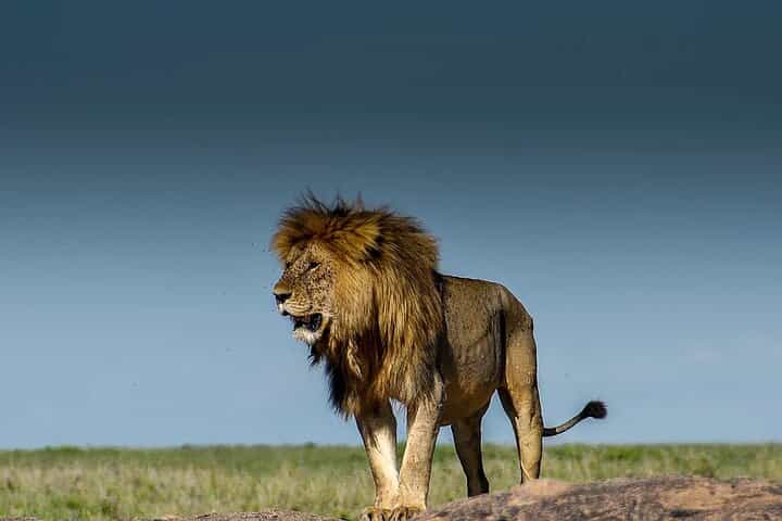 ספארי פרטי בן 6 ימים בצפון טנזניה מוארושה