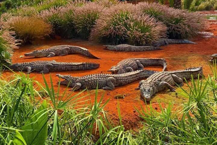 Crocodile Park including Transportation and entrance