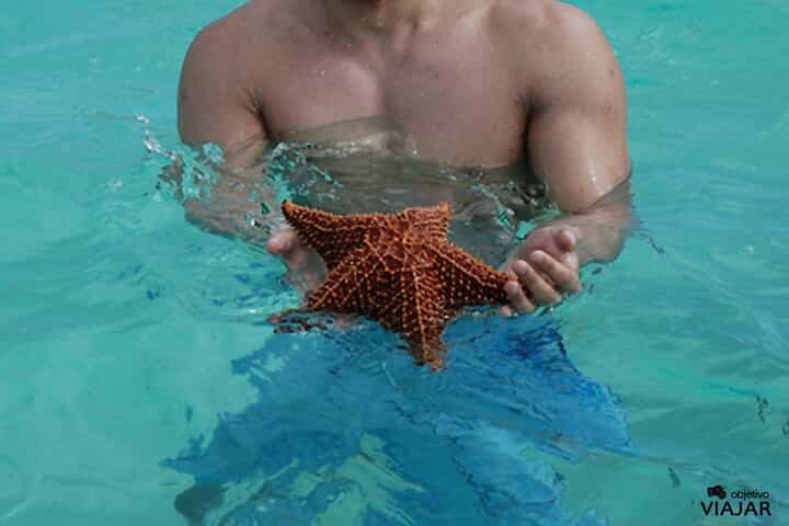 סיור יומי באי סאוונה בייחיב