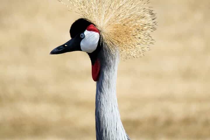 3 ימים בפארק הלאומי אגם אמבורו