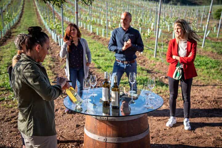 Albariño Excellence: Winery Visit & Cheese Pairing in Rías Baixas