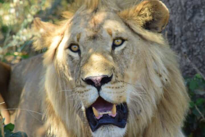 4 ימים טנזניה ספארי קבוצתי עם לינה בתנאים בינוניים