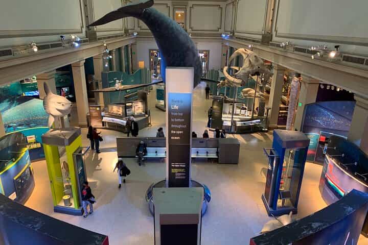 Smithsonian Museum of Natural History Guided Tour 