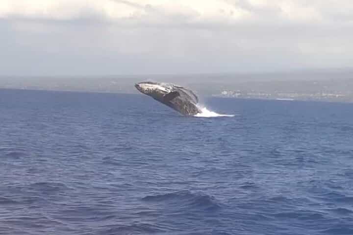 Whale Watching Tour on a Charming Hawaiian Catamaran From Maalaea