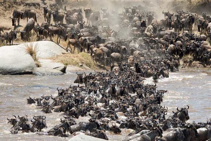 ספארי קבוצתי פרטי בתנזניה של 5 ימים
