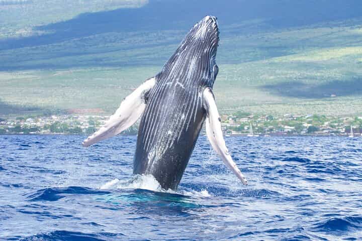 Whale Watching Tour on a Charming Hawaiian Catamaran From Maalaea