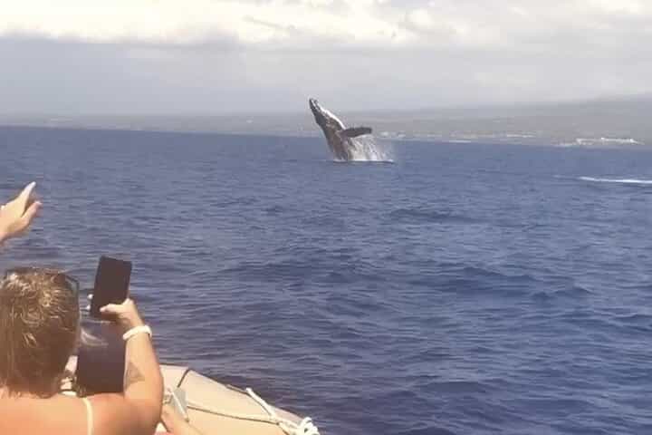 Whale Watching Tour on a Charming Hawaiian Catamaran From Maalaea