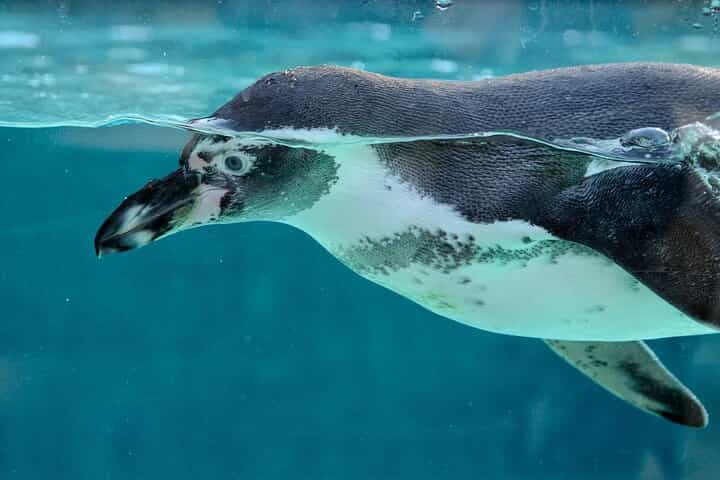 Ultimate Key West Day: Dolphin & Snorkel Combo with Sunset Sail