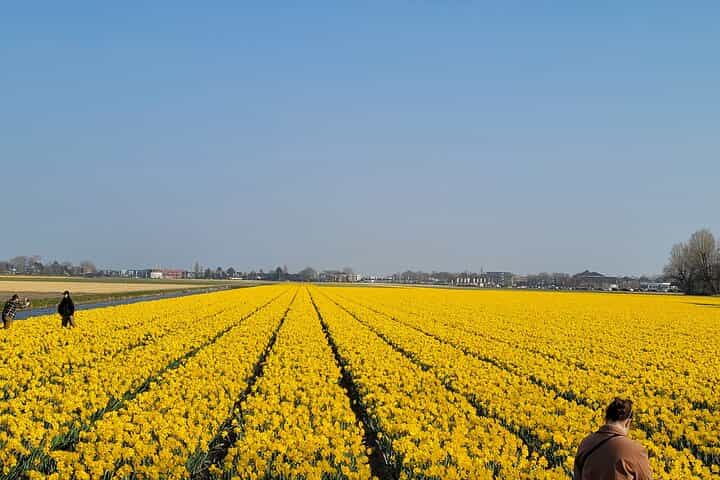 Keukenhof Tulip Gardens Private Return Transfer from Amsterdam 