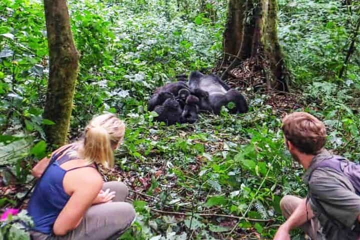 טיול פרטי לגורילות ביער בווינדי המקביל במשך 4 ימים