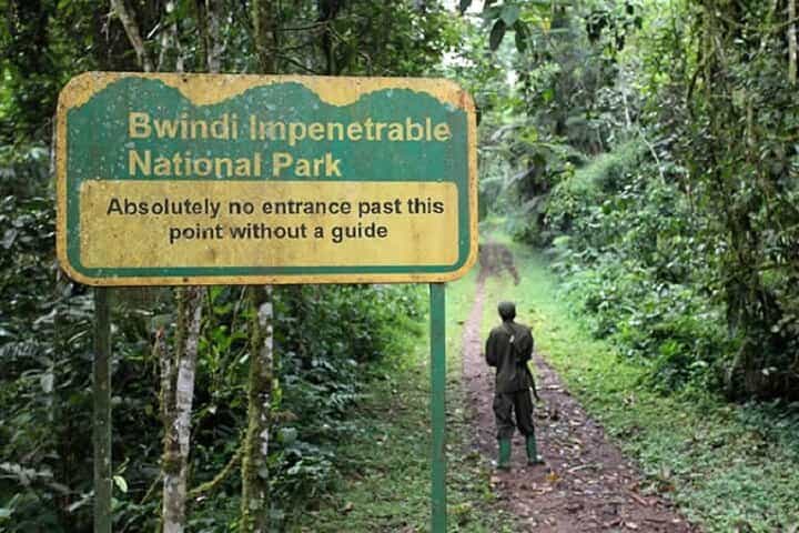 טיול פרטי לגורילות ביער בווינדי המקביל במשך 4 ימים